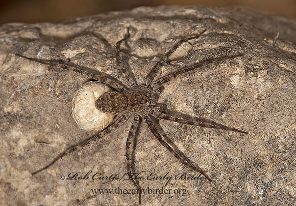 Pardosa  THIN-LEGGED WOLF SPIDER 8023490z