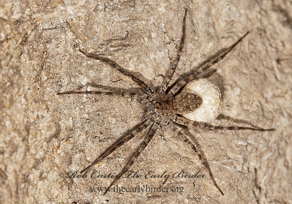 Pardosa  THIN-LEGGED WOLF SPIDER 8023497z