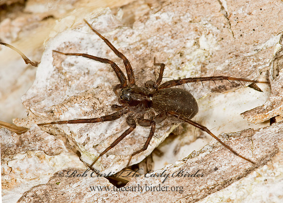 Pardosa  THIN-LEGGED WOLF SPIDER 9024045z