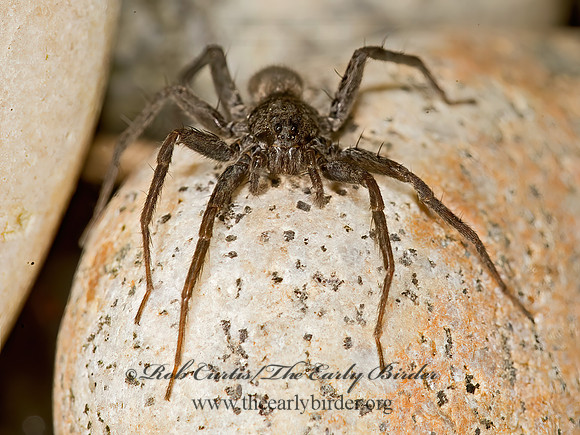 Pardosa  THIN-LEGGED WOLF SPIDER 9032413z