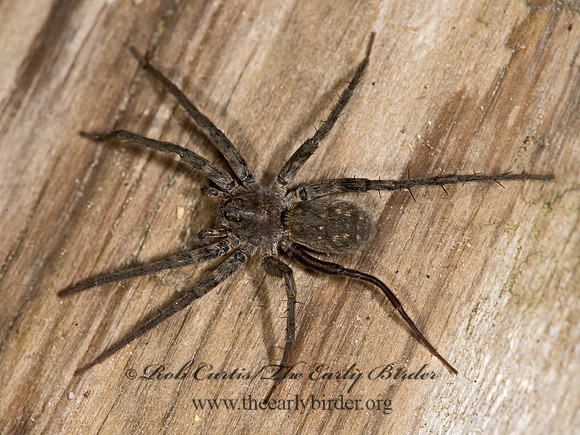 Pardosa  THIN-LEGGED WOLF SPIDER 9032403z