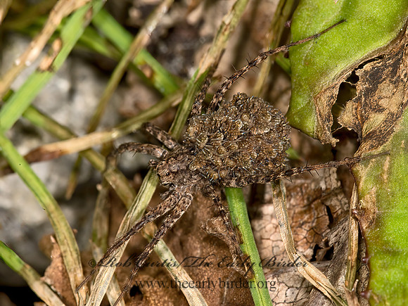 Pardosa  THIN-LEGGED WOLF SPIDER 9036041z
