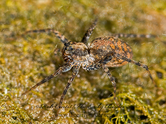 Pardosa  THIN-LEGGED WOLF SPIDER 9041701z