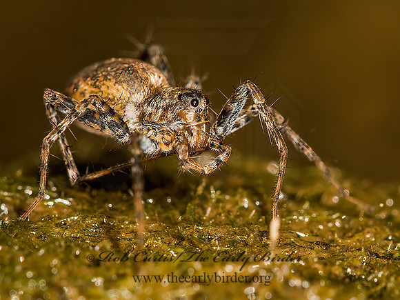 Pardosa  THIN-LEGGED WOLF SPIDER 9041707z