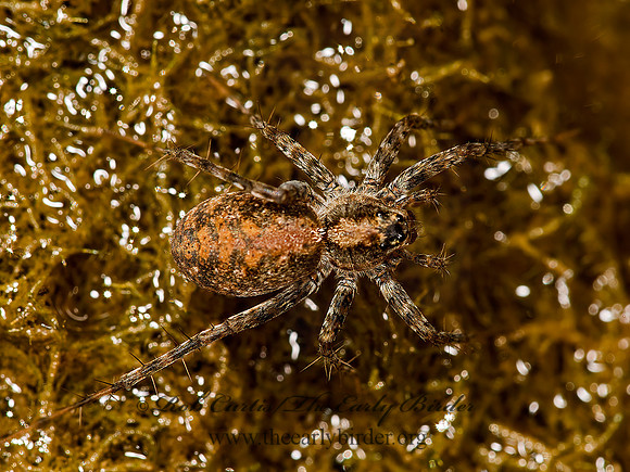 Pardosa  THIN-LEGGED WOLF SPIDER 9041706z