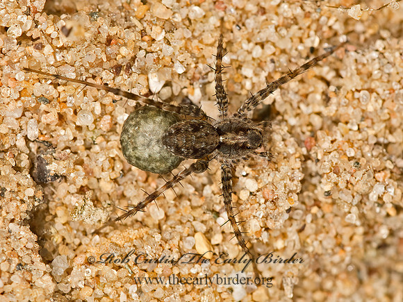 Pardosa  THIN-LEGGED WOLF SPIDER 9047792z