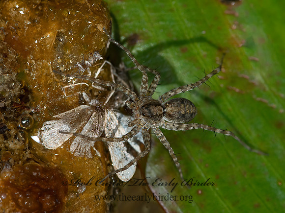 Pardosa  THIN-LEGGED WOLF SPIDER 9047787z