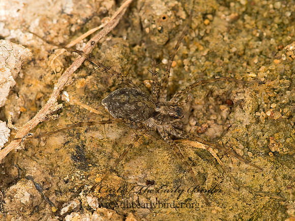 Pardosa  THIN-LEGGED WOLF SPIDER 9048076z