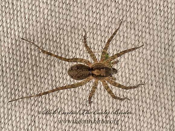 Pardosa  THIN-LEGGED WOLF SPIDER 9051349z