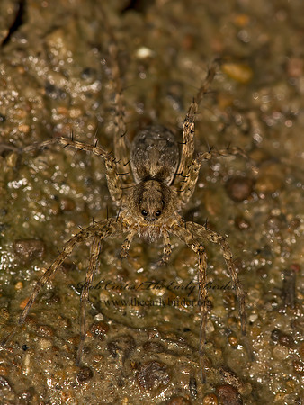 Pardosa  THIN-LEGGED WOLF SPIDER 9048090z