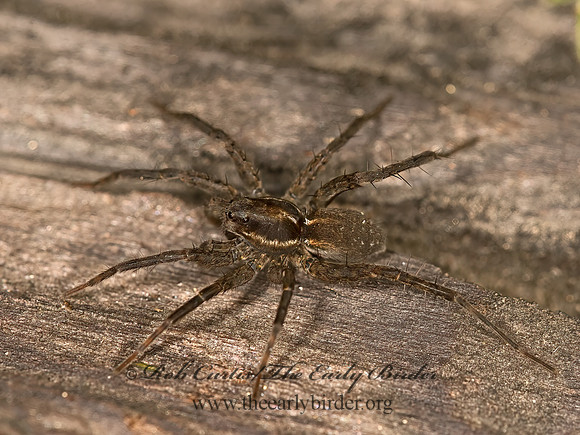 Pardosa  THIN-LEGGED WOLF SPIDER 9058355z
