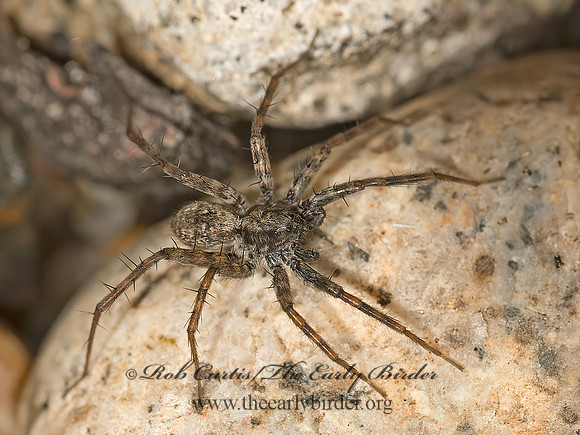 Pardosa  THIN-LEGGED WOLF SPIDER 9058445z