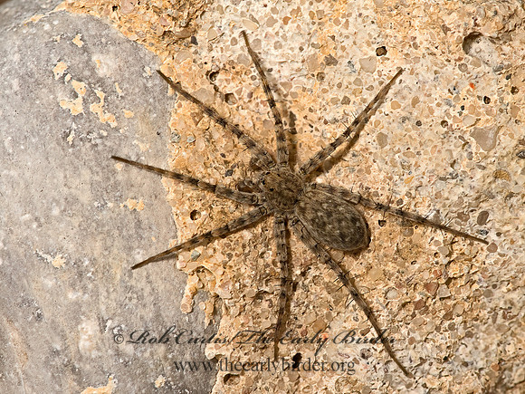Pardosa  THIN-LEGGED WOLF SPIDER 9053287z