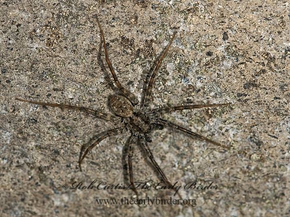 Pardosa  THIN-LEGGED WOLF SPIDER 9058434z