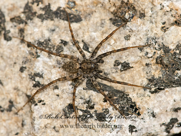 Pardosa  THIN-LEGGED WOLF SPIDER 9058443z