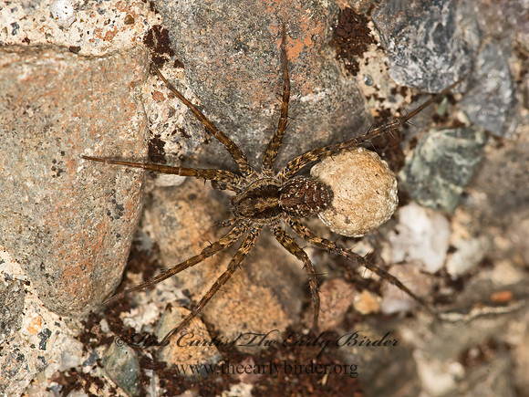 Pardosa  THIN-LEGGED WOLF SPIDER 9059492z