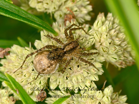Pardosa  THIN-LEGGED WOLF SPIDER 9063654z