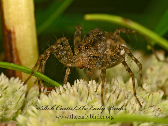 Pardosa  THIN-LEGGED WOLF SPIDER 9063657z