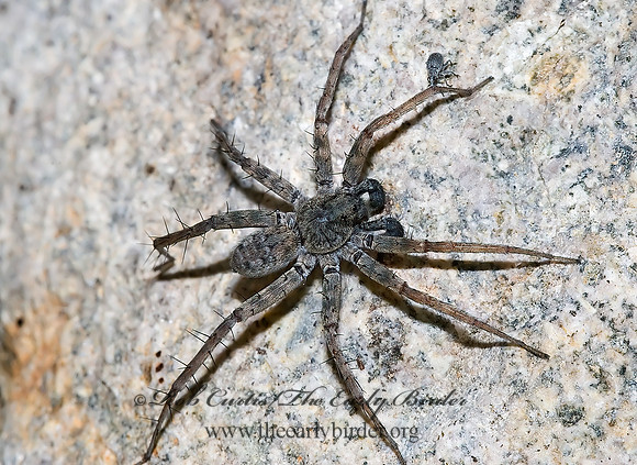 Pardosa lapidicina grp  THIN-LEGGED WOLF SPIDER 6026073z