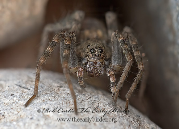 Pardosa lapidicina grp  THIN-LEGGED WOLF SPIDER 9054777z