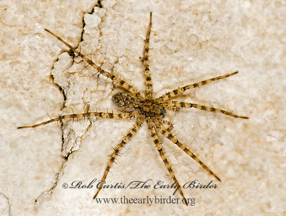 Pardosa milvina~ 8008034z
