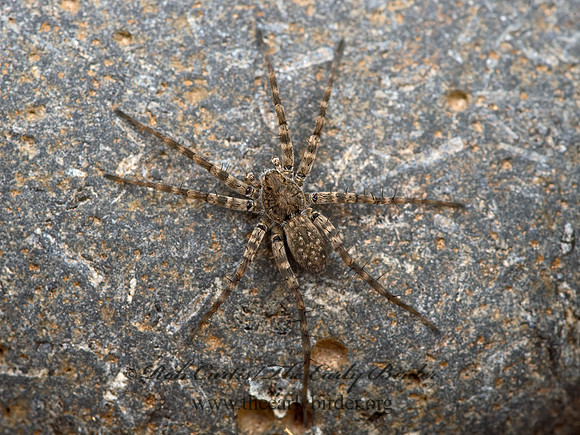 Pardosa lapidicina grp  THIN-LEGGED WOLF SPIDER 9054776z