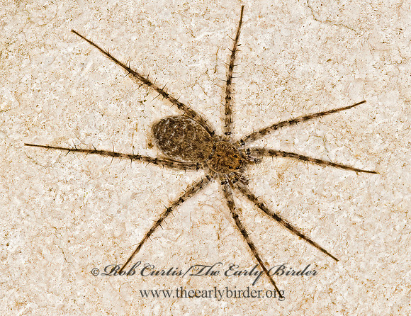 Pardosa milvina~ 8008638z