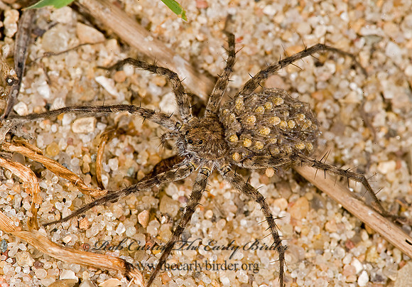 Pardosa milvina~ 8008641z
