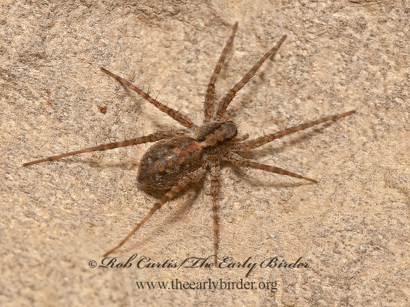 Pardosa modica or moesta  THIN-LEGGED WOLF SPIDER 3016799z