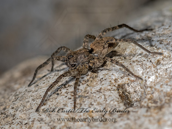 Pardosa vadosa~THIN-LEGGED WOLF SPIDER 3024189z