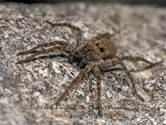Pardosa vadosa~THIN-LEGGED WOLF SPIDER 3024193z