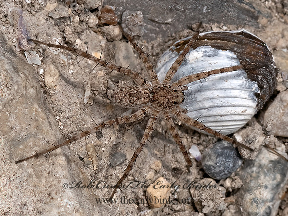 Pardosa sura  THIN-LEGGED WOLF SPIDER 3039523z