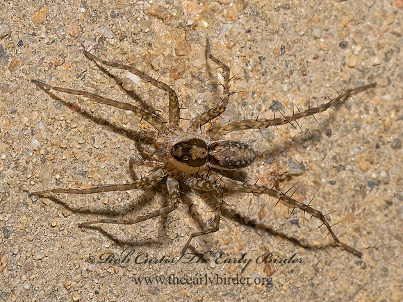 Pardosa atlantica~ THIN-LEGGED WOLF SPIDER 3041303z