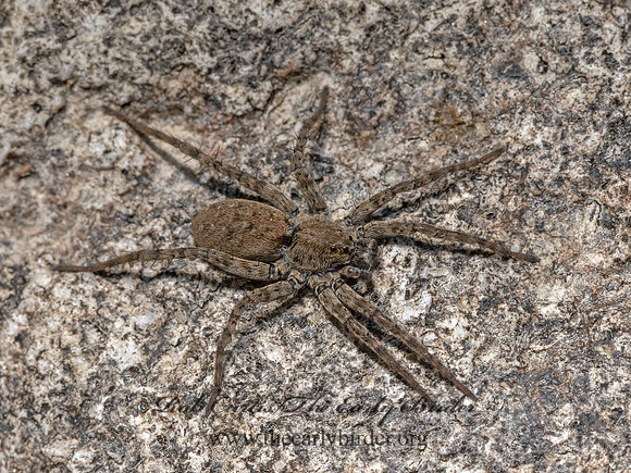 Pardosa vadosa~THIN-LEGGED WOLF SPIDER 3024194z