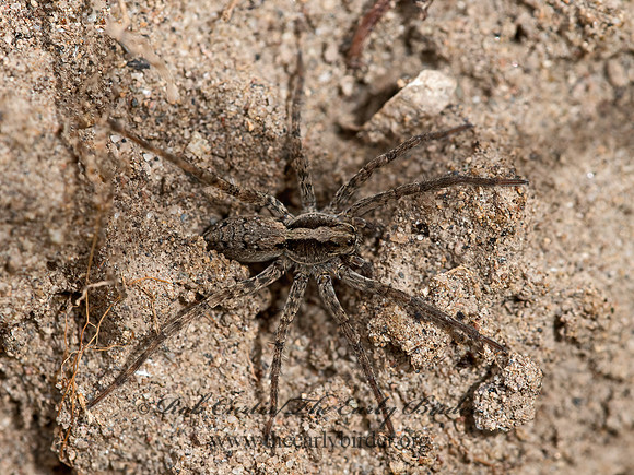 Schizocosa  WOLF SPIDER  9054781z