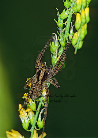 Schizocosa  WOLF SPIDER 41522 Fz