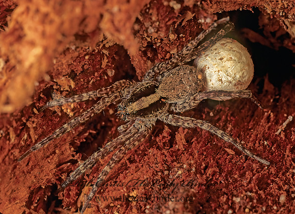 Schizocosa  WOLF SPIDER 168025 Fz