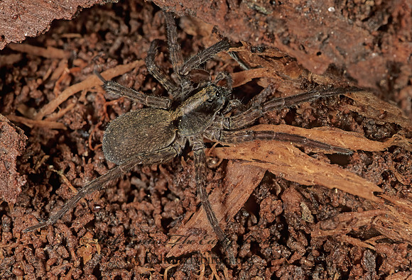 Schizocosa  WOLF SPIDER 200107~z