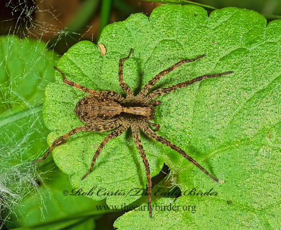 Schizocosa  WOLF SPIDER 1111705z