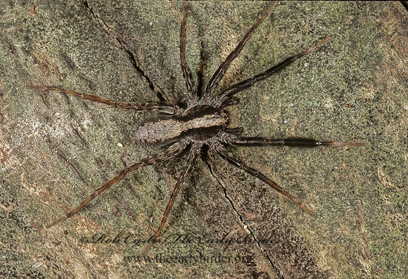 Schizocosa  WOLF SPIDER 1112011z