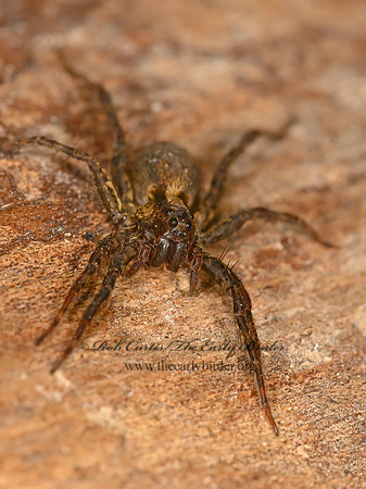 Schizocosa  WOLF SPIDER 1305648z