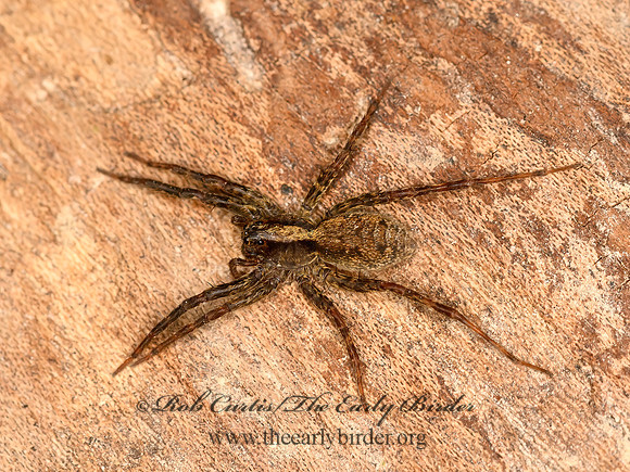 Schizocosa  WOLF SPIDER 1305647z