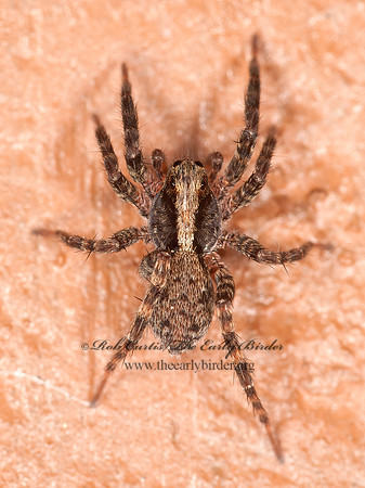Schizocosa  WOLF SPIDER 3014902z
