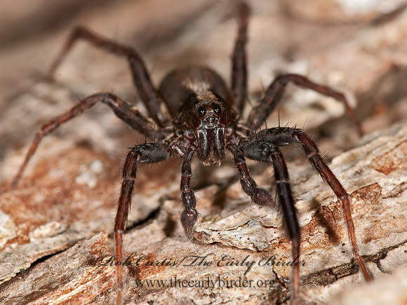 Schizocosa  WOLF SPIDER 3013454z