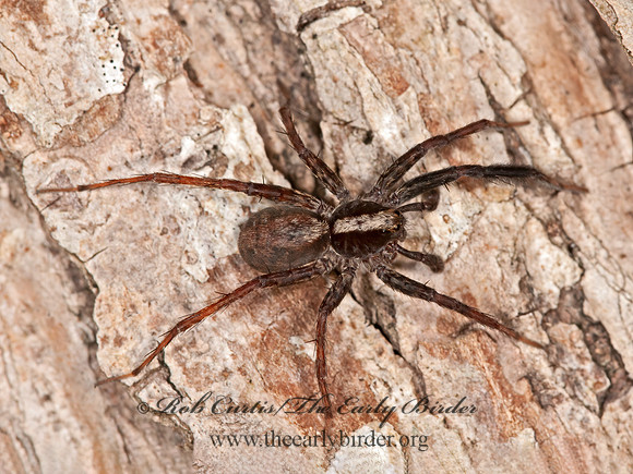 Schizocosa  WOLF SPIDER 3013453z