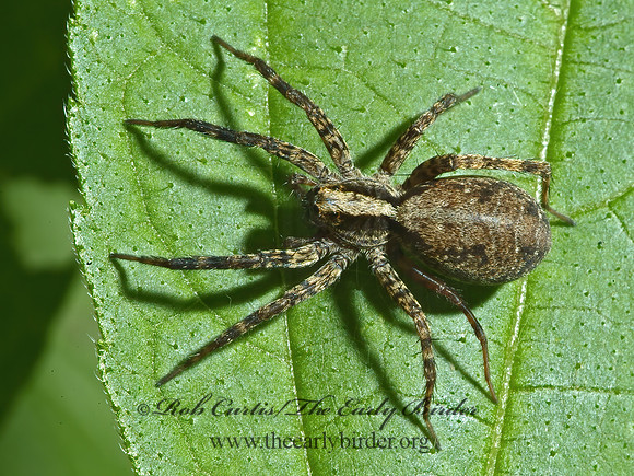 Schizocosa  WOLF SPIDER 4002218_1z