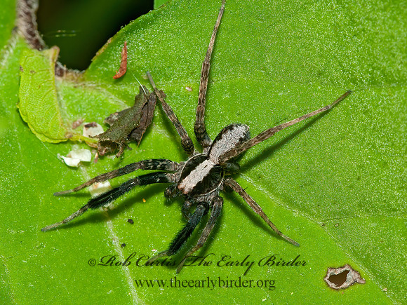Schizocosa  WOLF SPIDER 3016876z