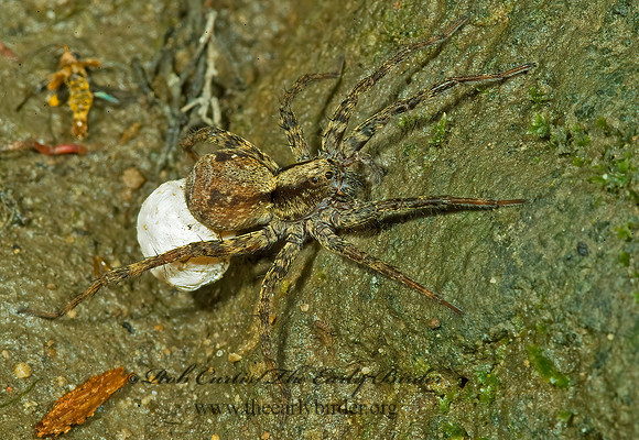 Schizocosa  WOLF SPIDER 4003014z