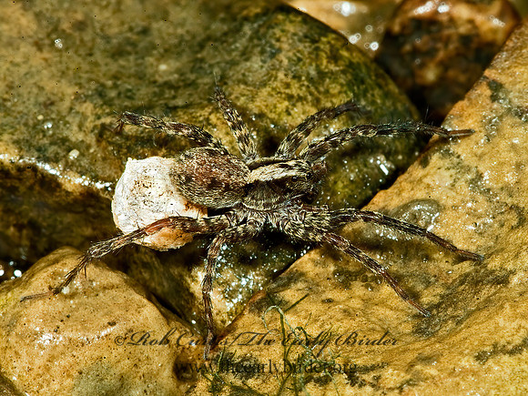 Schizocosa  WOLF SPIDER 4003008z