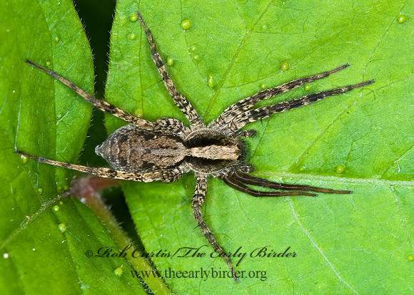 Schizocosa  WOLF SPIDER 6007092z